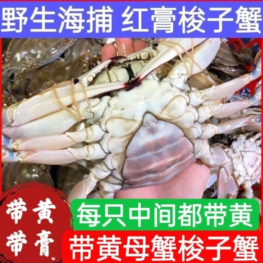 青岛带黄梭子蟹红膏肥母蟹鲜活速冻带膏特大螃蟹海鲜满黄批发全母飞蟹