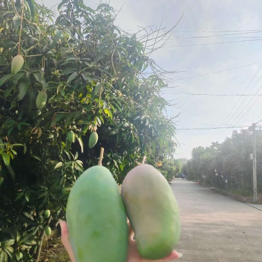 景洪市傣寨生态大青芒
