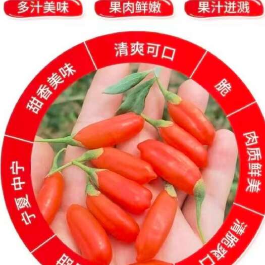 银川鲜果枸杞