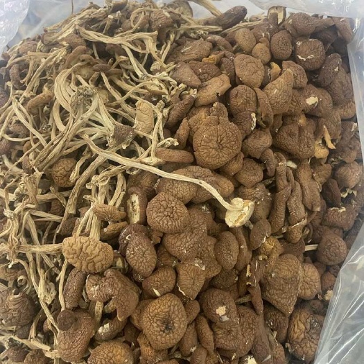 昆明茶树菇大货批发