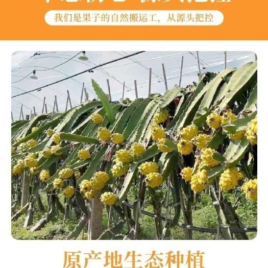 海口海南燕窝果（麒麟果）一件代发！全国批发，全年有货！