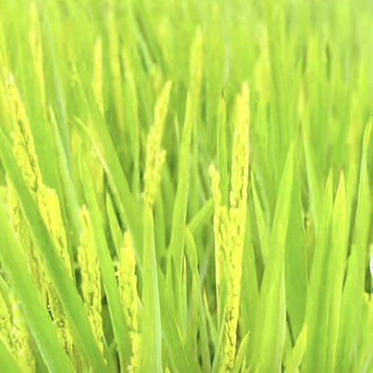 盘锦水稻