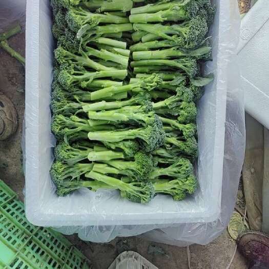 北京西兰苔