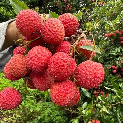 高州市高州木广垌桂味，找一个固定采购商合作，自家果园有20万斤左右