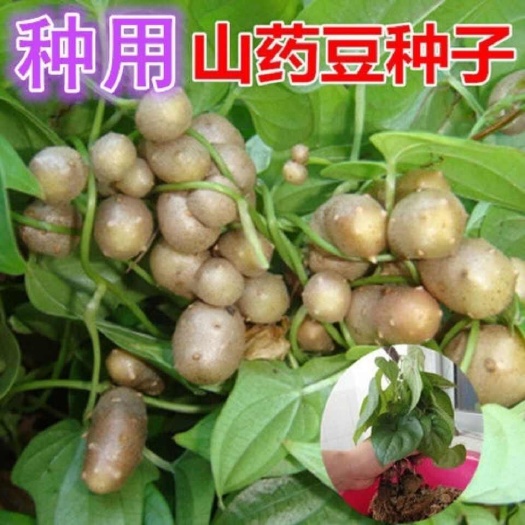 铁棍山药豆怀山药蛋淮山药种苗山药嘴子可发芽的山药豆育苗盆栽