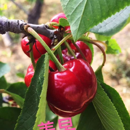 烟台樱桃品种－美早，个大，酸甜口