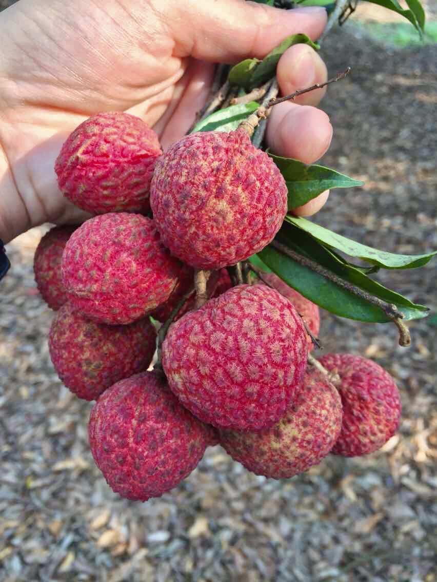 钱岗荔枝糯米糍农家