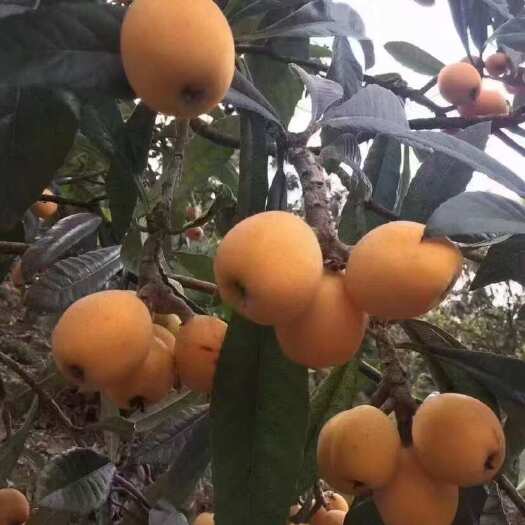 歙县枇杷