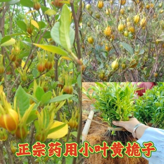 小叶栀子花黄栀子苗绿植庭院室外开花可食用