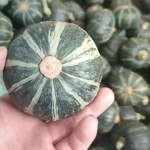 海阳市惠和一号南瓜，贝贝南瓜的天花板