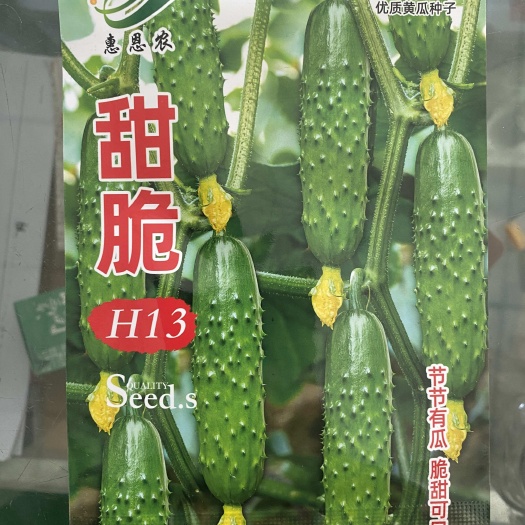 正定县优质杂交强雌水果黄瓜种子支持批发零售