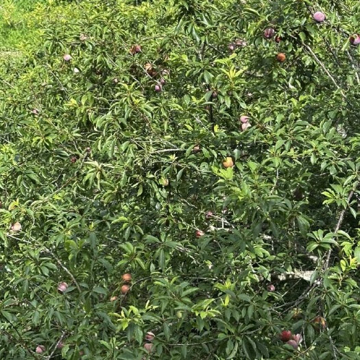 玉林广西玉林新鲜三华李 当日采摘发货 专线物流配送