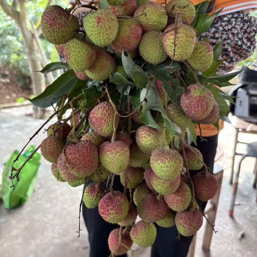 浦北县广西妃子笑大量上市，自家果园，需要的批发的老板可以联系我