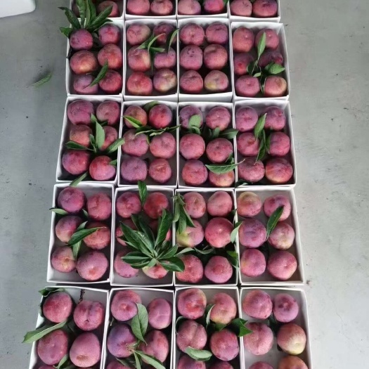 槜李马上要上市有需要品尝的老板可以连系我