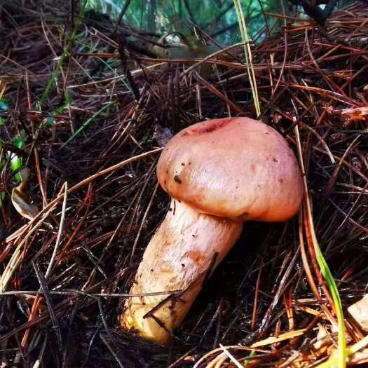 呼伦贝尔大兴安岭林下特产红蘑菇