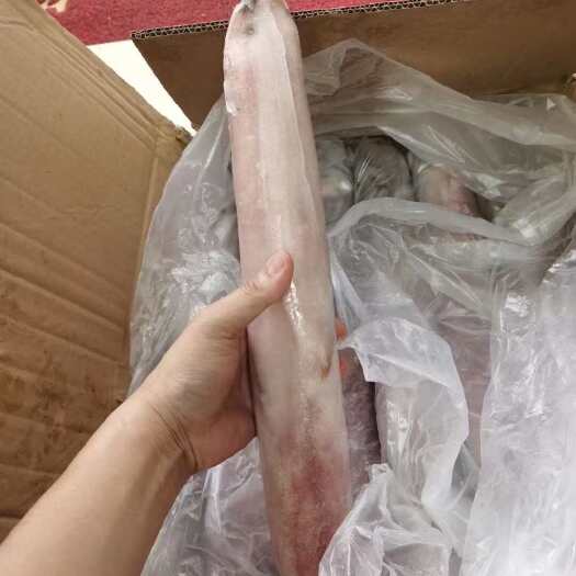 鱿鱼 透抽 火箭鱿鱼