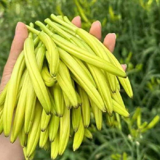 邵东市新鲜黄花菜