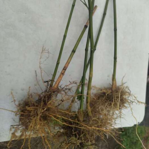清远清远市麻竹笋大竹种植竹子耐寒根四季叶子可包粽子可食用竹