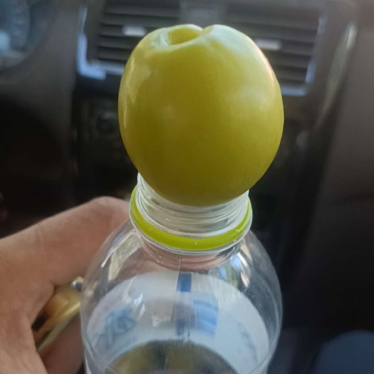 临朐县珍珠油杏