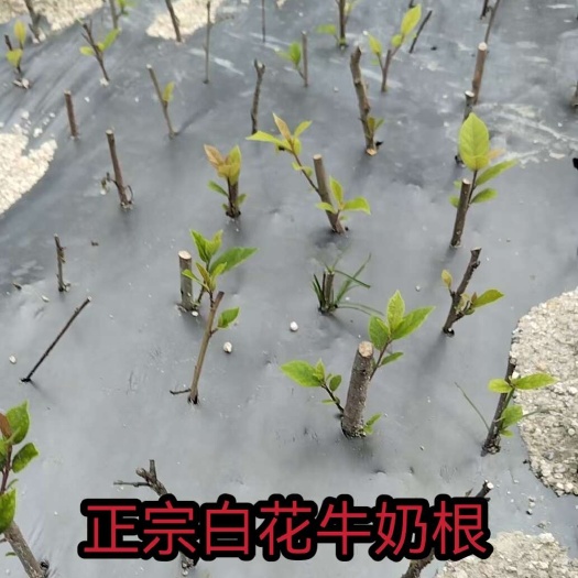 佛冈县白花牛奶树种子野生白花牛奶根中药材奶香味煲汤多年生灌木树种籽