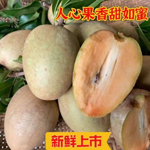 海南新鲜人心果现摘现发热带水果批发零售精品果