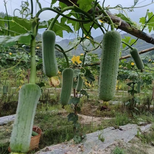 尤溪县优质肉丝瓜，藤上自然成熟，无农药残留。肉质紧实饱满。