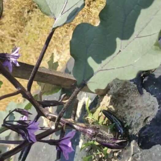 716露天线茄每天约6000斤产量早上采中午发 自种直发