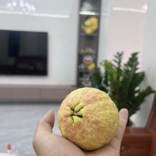 广州胭脂红番石榴