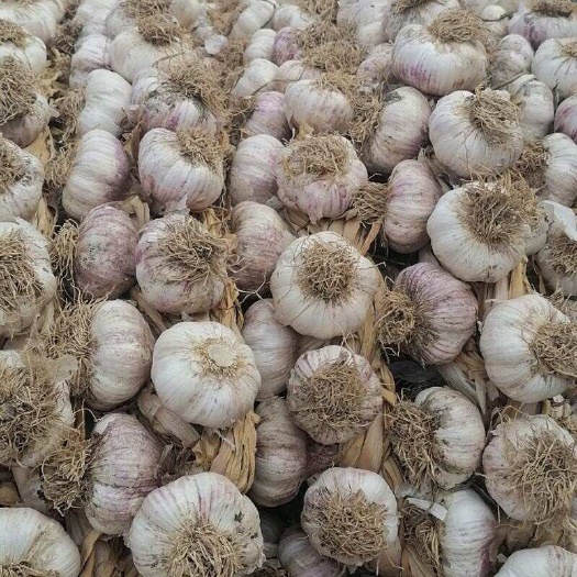 平度市山东白皮蒜