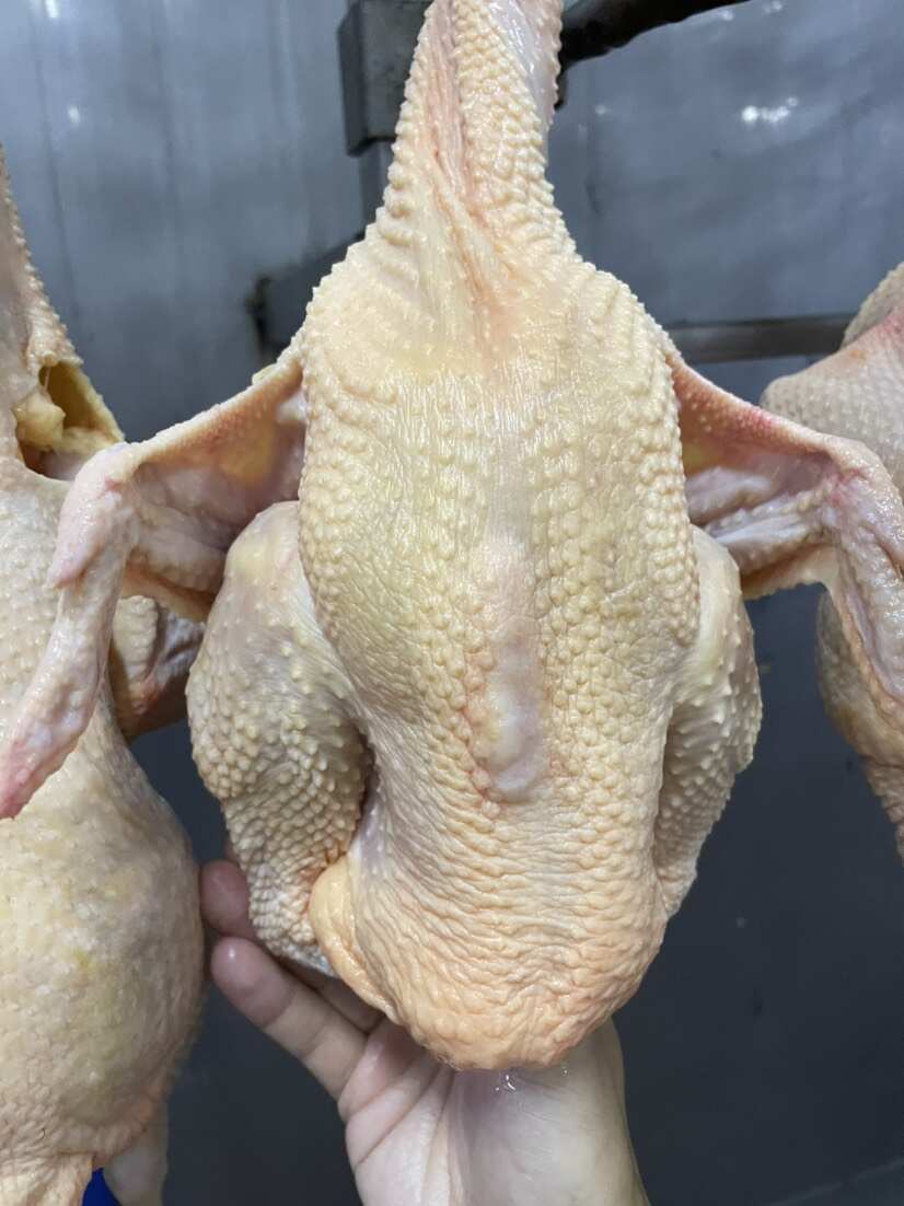 供港麻黄鸡，90日