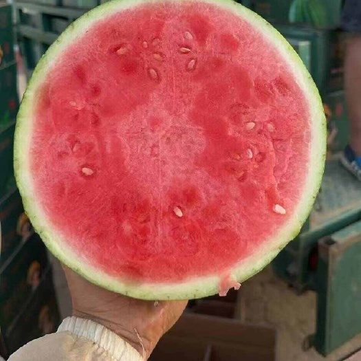 美都麒麟瓜