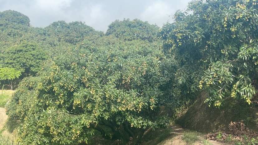 钦州广西钦州新鲜桂味荔枝现摘现发个大核小汁多味甜