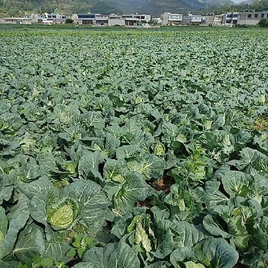 威宁县贵州威宁牛心甘蓝新鲜采摘蔬菜包菜批发供货