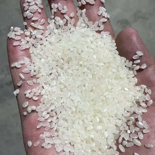 成都黑龙江珍珠米