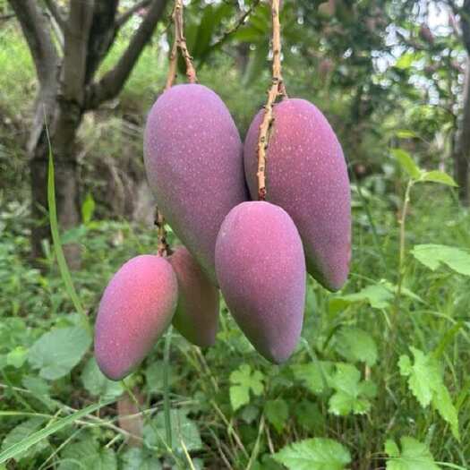 会东县凉山会东贵妃芒果
