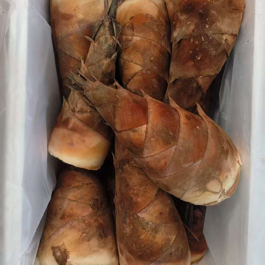 孟连县云南普洱甜笋
