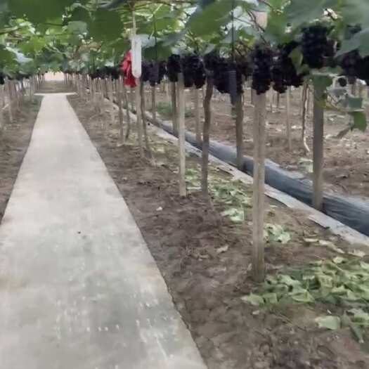 丹阳市夏黑葡萄