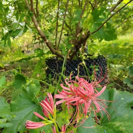 红花石蒜