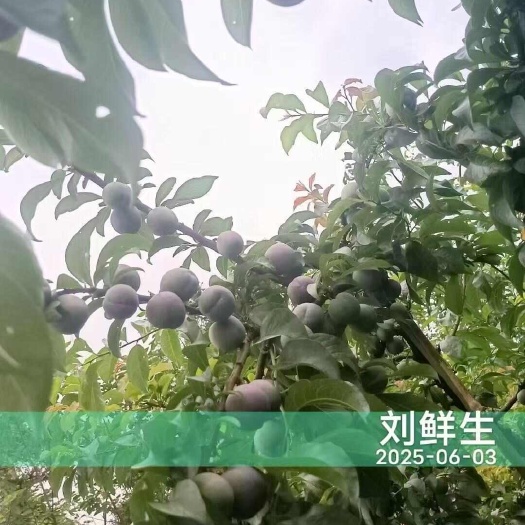 屏山县五月脆  李子