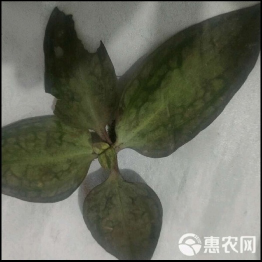金秀县金秀大瑶山的肺形草鲜货