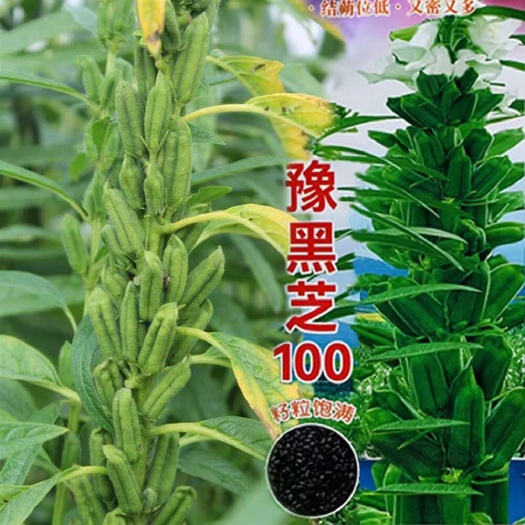 宿迁豫黑芝100黑芝麻种子