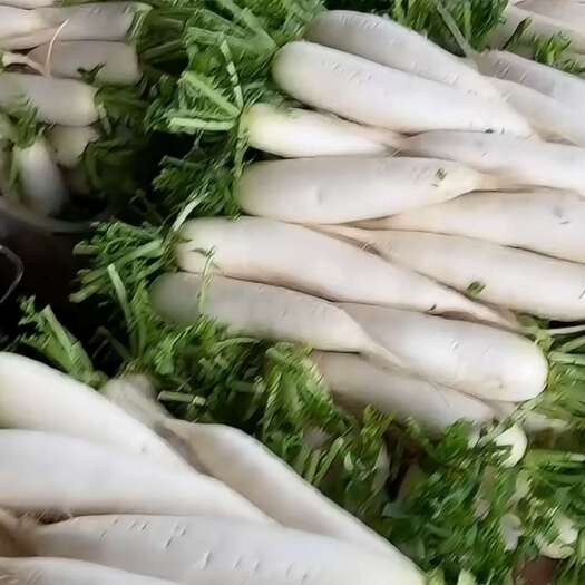 剑川县白萝卜