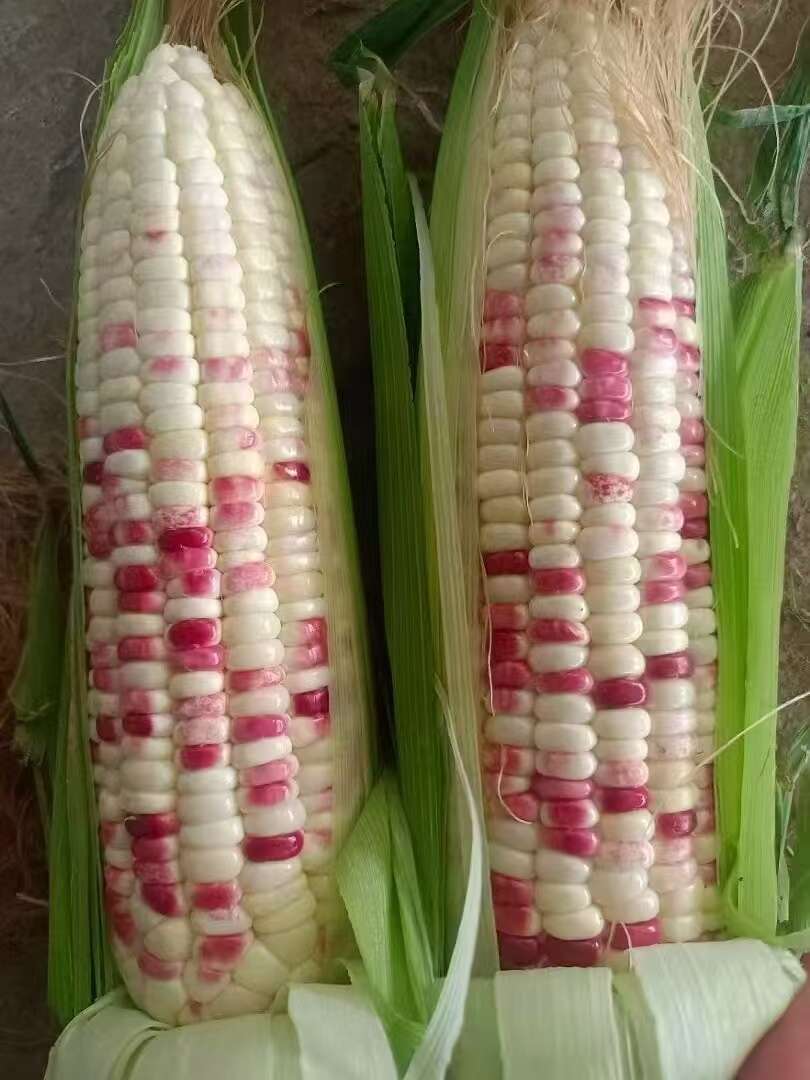 彩糯玉米