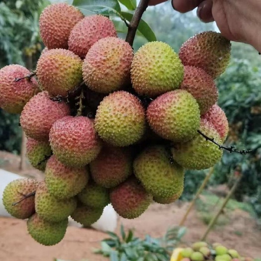 浦北县广西新鲜荔枝妃子笑荔枝 黑叶荔枝 桂味荔枝