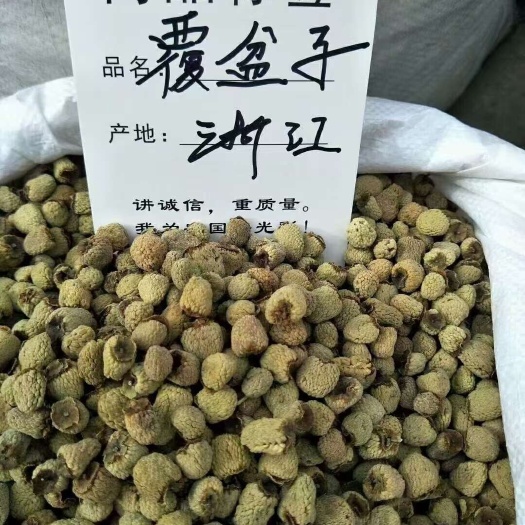 安国市覆盆子