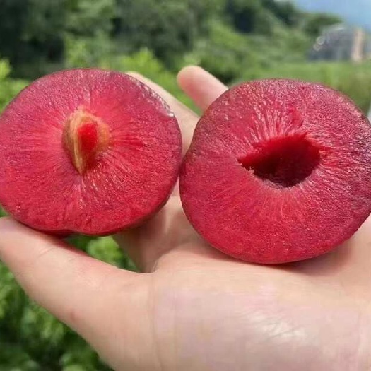 信宜市广东茂名信宜三华李新鲜采摘产地直发支持纸箱礼盒胶框包装