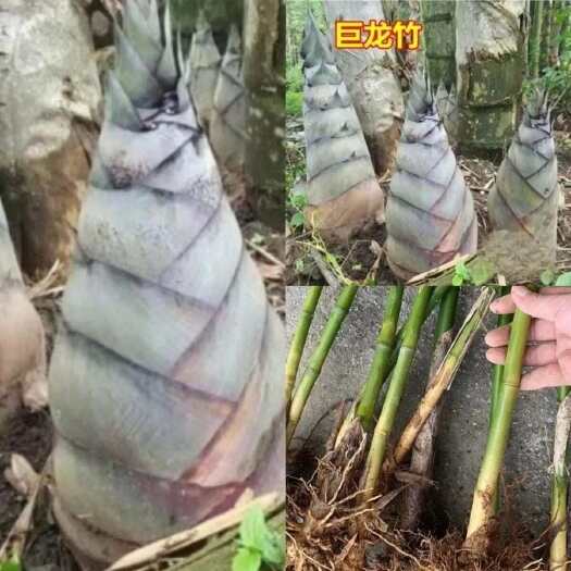 甜竹苗裸根包邮大型庭院丛生竹子苗甜竹苗西牛竹笋头笋苗
