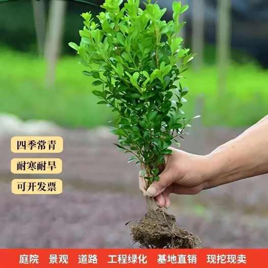 沭阳县瓜子黄杨小叶黄杨苗黄杨床苗四季常青耐阴常绿庭院绿篱围栏绿化苗
