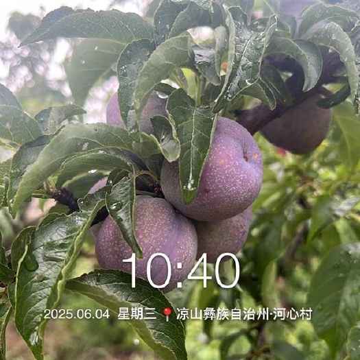 会理市精品五月翠半边红大量上市