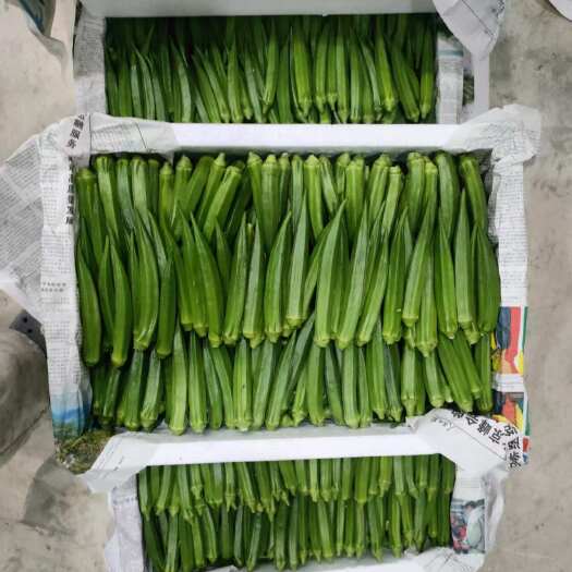蒙自市新鲜精品水果秋葵